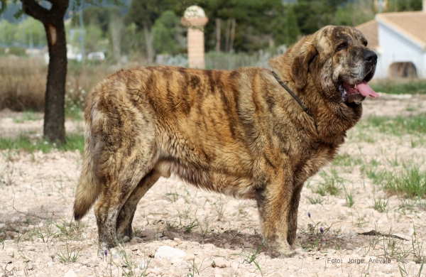 CHAYANNE DE LA CUADRA
ROCCO DE FUENTE DE MIMBRE x FINA DE VEGA DE ALVARES
Keywords: LA CUADRA