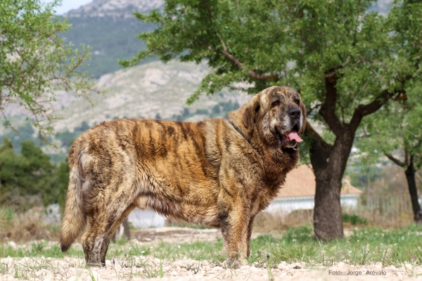 CHAYANNE DE LA CUADRA
ROCCO DE FUENTE DE MIMBRE x FINA DE VEGA DE ALVARES
Keywords: LA CUADRA