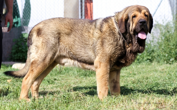 ANTON DE LA CUADRA
CHAYANNE DE LA CUADRA x REGINA DE FIERA NOBLE
Trefwoorden: LA CUADRA