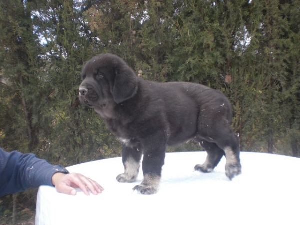 Obama de la Cuadra ( 2 meses )
Rocco de Fuente de Mimbre x Linda de Valle del Pisueña
Keywords: de la Cuadra