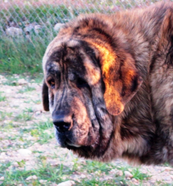 Chayane De La Cuadra
Rocco de Fuente de Mimbre x Fina de Vega de Albares
Keywords: head portrait cabeza La Cuadra