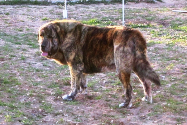 CHAYANE DE LA CUADRA
ROCCO DE FUENTE DE MIMBRE X FINA DE VEGA DE ALBARES
Keywords: La Cuadra