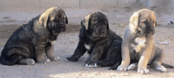 Cachorros de La Cuadra
Keywords: La Cuadra