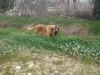 Filename=CIMG1835.JPG
Filesize=144KiB
Dimensions=640x480
Date added=%952 %09, %2010 CIMG1835.JPG