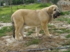Filename=PA210265.JPG
Filesize=105KiB
Dimensions=640x480
Date added=%931 %28, %2009 PA210265.JPG