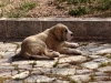 Filename=image~10.jpg
Filesize=812KiB
Dimensions=2048x1536
Date added=%577 %11, %2014 image~10.jpg