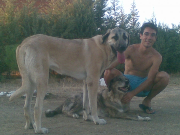 Foto de familia!!
With mi two girls: Lucera (in this photo is her 12th birthday) and Lluvia (she is 1 year old). 
Keywords: MastÃ­n Extremadura