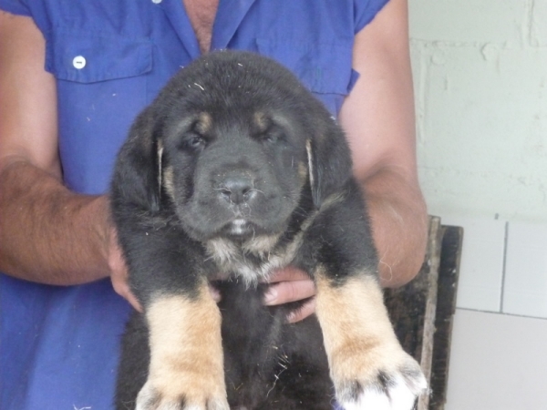 Lara!!!
She will be at home in July with Lluvia!!!
Keywords: Lara Lluvia Lucera MastÃ­n Extremadura