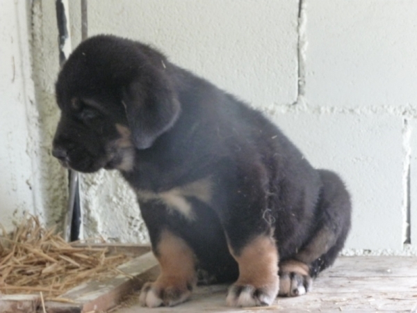 Lara, my little mastin.
In this photo she is 1 month and 1 week old.
Keywords: Lara Lluvia Lucera MastÃ­n Extremadura