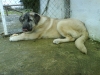 Filename=DSC04250.JPG
Filesize=303KiB
Dimensions=1600x1200
Date added=%696 %04, %2009 DSC04250.JPG