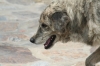 Filename=campo_018.jpg
Filesize=793KiB
Dimensions=1728x1152
Date added=%448 %16, %2008 campo_018.jpg