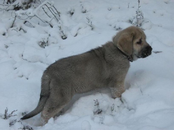 Fang Lu Dareva, 2 months old
Keywords: snow nieve Tiia