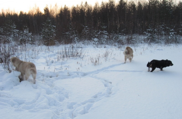 Tula, Fang and Resoba
Keywords: snow nieve Tiia