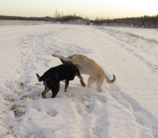 Girls have little fun :)
Keywords: snow nieve Tiia