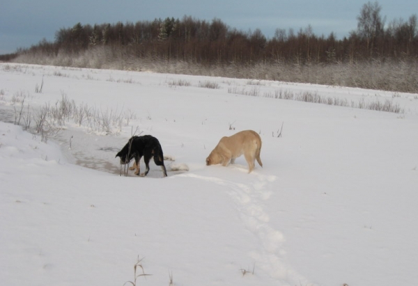 Keywords: snow nieve Tiia