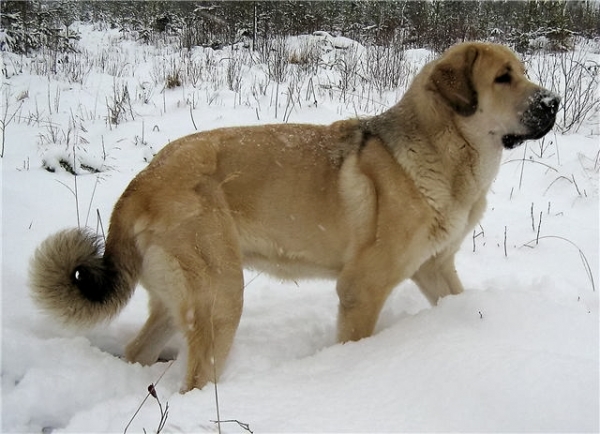 Fang Lu Dareva
Keywords: snow nieve Tiia