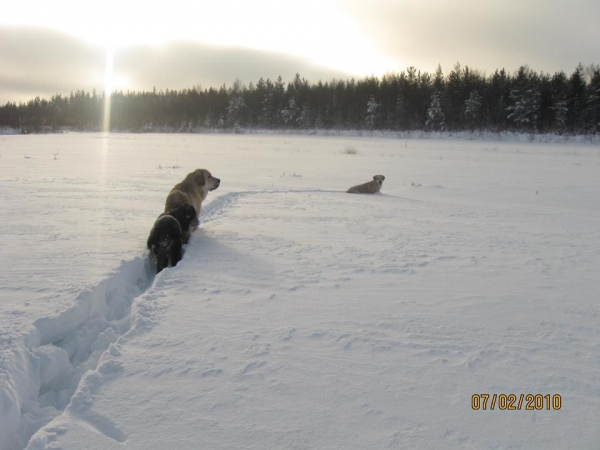 Keywords: snow nieve Tiia