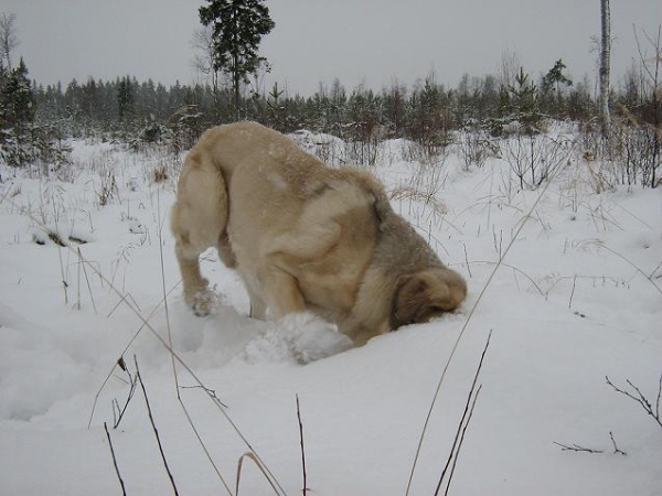 Fang Lu Dareva - little fun in snow
Keywords: snow nieve Tiia