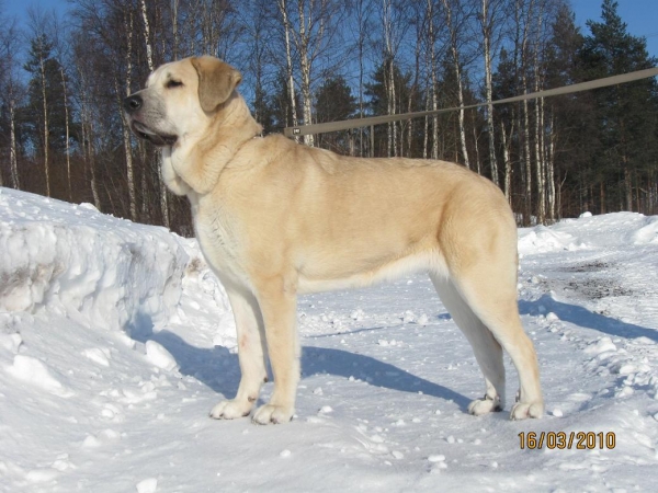 Tula 16 months
Keywords: snow nieve Tiia