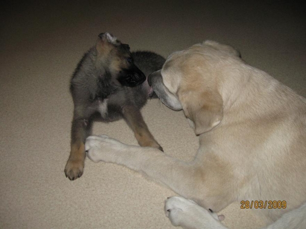 Tula de Fuente Mimbre and Lenni
Kľúčové slová: pet Tiia