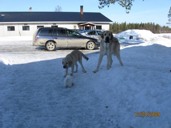 Tula de Fuente Mimbre, Fang Lu Dareva and Manu
Keywords: pet snow nieve Tiia