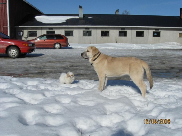 Tula de Fuente Mimbre and Manu
Keywords: pet snow nieve Tiia