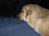Filename=Jontti_marraskuu_037.jpg
Filesize=84KiB
Dimensions=909x682
Date added=%368 %20, %2009 Jontti_marraskuu_037.jpg