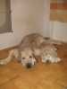 Filename=Tula.jpg
Filesize=75KiB
Dimensions=735x980
Date added=%819 %08, %2009 Tula.jpg