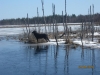 Filename=lammella.JPG
Filesize=131KiB
Dimensions=1020x765
Date added=%306 %29, %2010 lammella.JPG