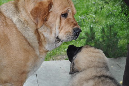 Enzo & Jaro
(Druso de la Aljabara x Franchesca Mastibe) 
Born: 05.10.2006 

Keywords: izka