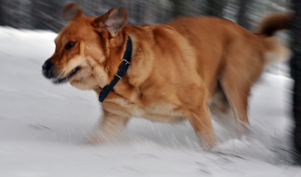 Enzo lu Dareva " fun time's"
Keywords: snow nieve