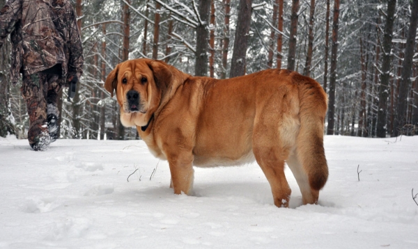 happy dog - Enzo Lu Dareva
Keywords: snow nieve