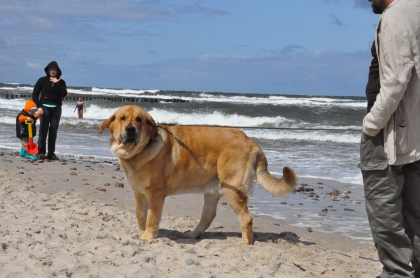 Enzo Lu Dareva on the beach in Mielno after show
(Druso de la Aljabara x Franchesca Mastibe) 
Born: 05.10.2006 
Keywords: water