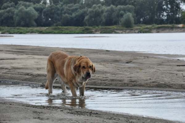 Enzo Lu Dareva walking on the wisla
(Druso de la Aljabara x Franchesca Mastibe) 
Born: 05.10.2006 
Keywords: water