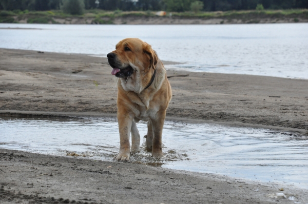 Enzo Lu Dareva walking on the wisla
(Druso de la Aljabara x Franchesca Mastibe) 
Born: 05.10.2006 
Keywords: water