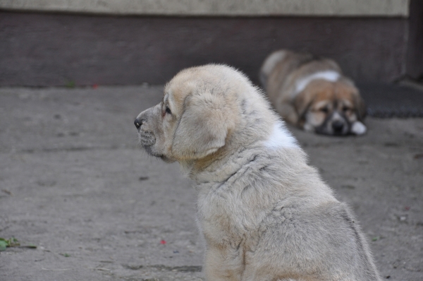 Gawra & Gaja the douthers of Enzo lu Dareva
(Druso de la Aljabara x Franchesca Mastibe) 
Born: 05.10.2006 
Keywords: izka