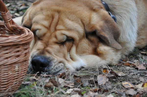 "sweet relax" Enzo
