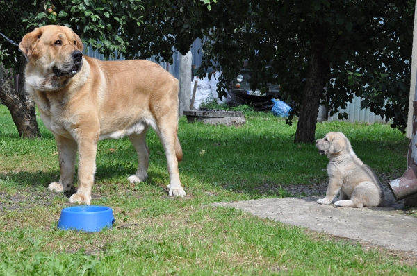 Enzo lu Dareva with douther Gawra
 (Druso de la Aljabara x Franchesca Mastibe) 
Born: 05.10.2006 
Keywords: izka