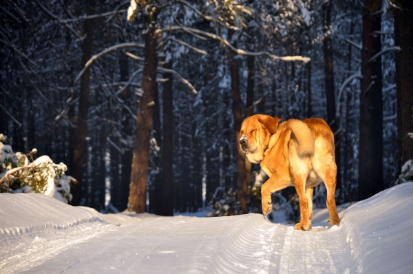 sun????
Enzo Lu Dareva
Keywords: snow nieve