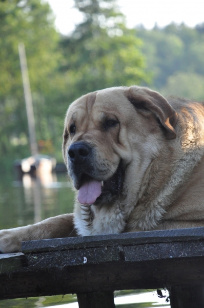 siesta on the river Brda - Enzo Lu Dareva
Keywords: head portrait cabeza izka