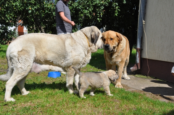 The Family
Lisa & Enzo & sweet small Gawra
Keywords: izka