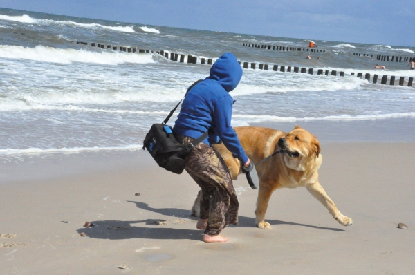 Enzo Lu Dareva on the beach in Mielno after show "gorilla"
(Druso de la Aljabara x Franchesca Mastibe) 
Born: 05.10.2006 

Keywords: izka