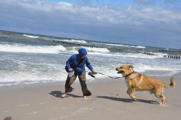 enzo on the beach in Mielno
(Druso de la Aljabara x Franchesca Mastibe) 
Born: 05.10.2006 

Keywords: izka