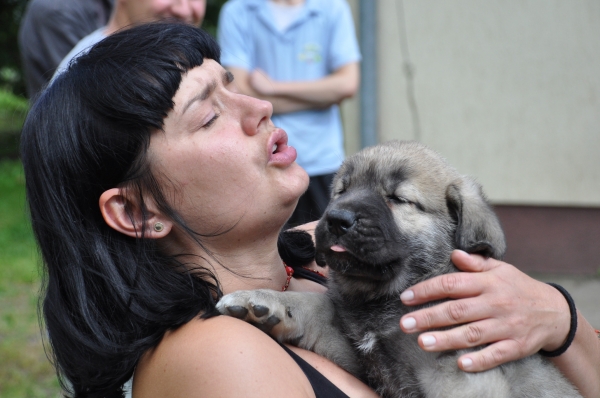 Gajusz the son of Enzo lu dareva & Lisa z Karolewka
5,5 week
Keywords: izka