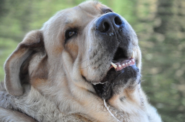 "I love you"
enzo lu dareva
(Druso de la Aljabara x Franchesca Mastibe) 
Born: 05.10.2006 

Keywords: head portrait cabeza izka