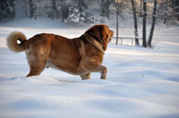 happy dog - Enzo Lu Dareva
Keywords: snow nieve