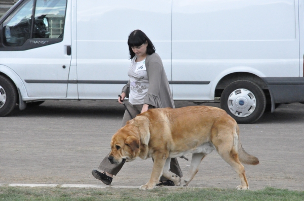 Molosoid Breeds Dog Show Warsaw, Enzo lu Dareva
