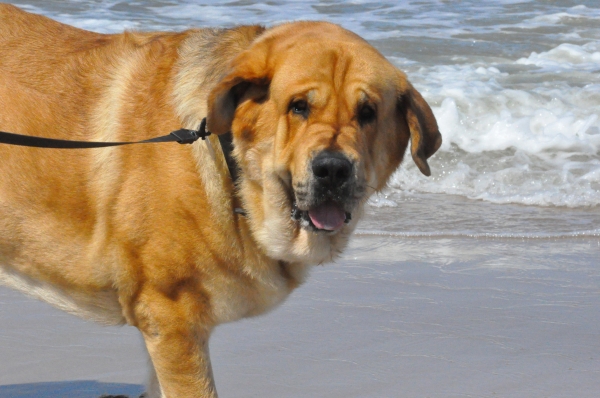 on the beach 
Enzo Lu Dareva
(Druso de la Aljabara x Franchesca Mastibe) 
Born: 05.10.2006 

Keywords: izka