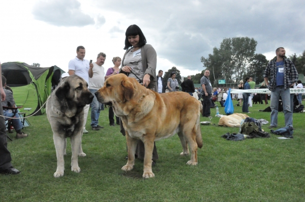 Molosoid Breeds Dog Show Warsaw, Enzo Lu Dareva  With Lori Fre - Su [Winner of Club]
