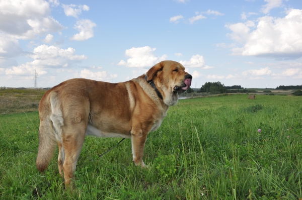 Enzo lu dareva on the Warmia in Poland
(Druso de la Aljabara x Franchesca Mastibe) 
Born: 05.10.2006 

Keywords: izka